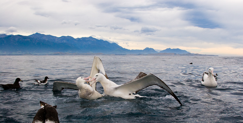 Wandering Albatross FIghting